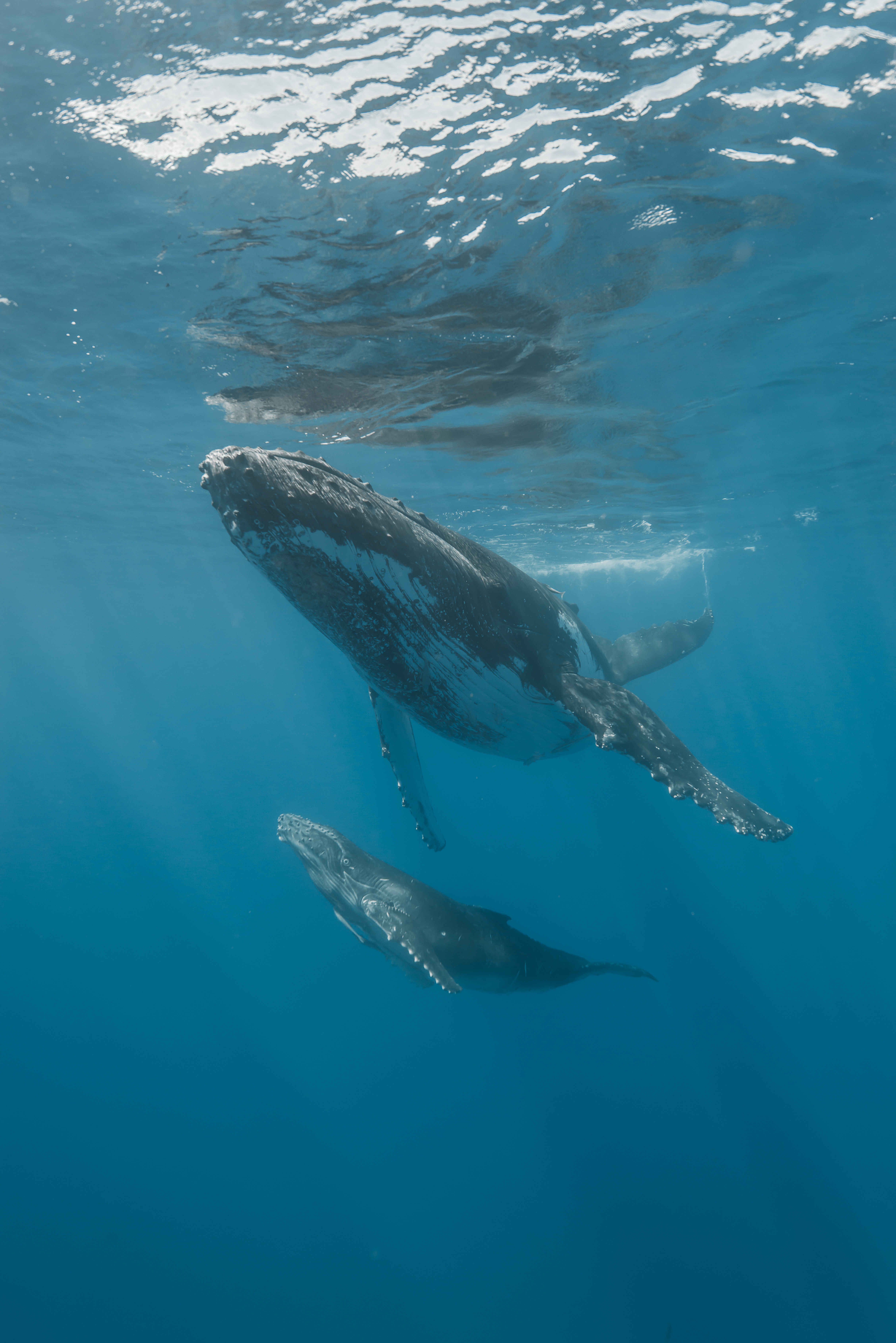 BALEINE Ti Bouchon le baleineau avec sa mère ©Guillaume BOEYE