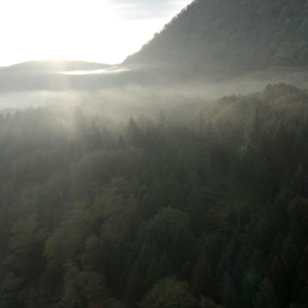 France Terre Sauvage - La Forêt ©Bonne Pioche Télévision_03