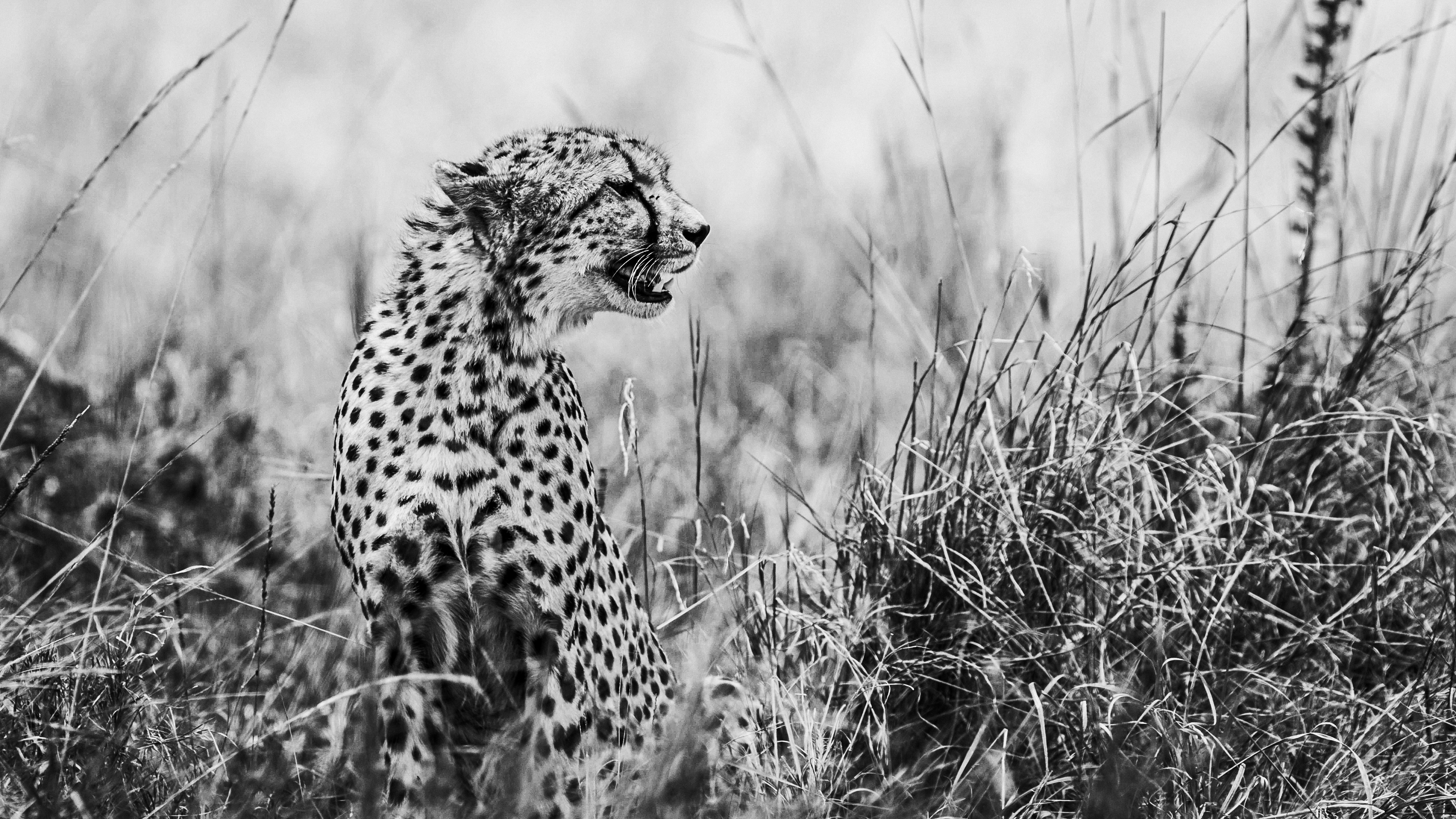 GUEPARD_170