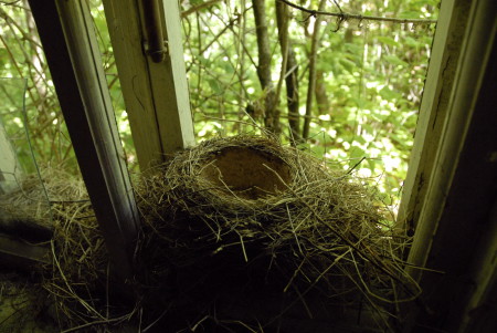 NATURE FIGHTS BACK IN CHERNOBYL – Tchernobyl, une histoire naturelle? 2