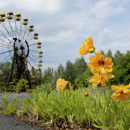 NATURE FIGHTS BACK IN CHERNOBYL - Tchernobyl, une histoire naturelle? 6