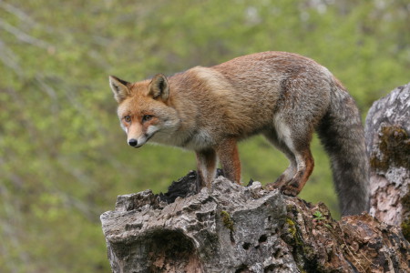 ON THE TRAIL OF THE FOX – Sur les traces du renard 5