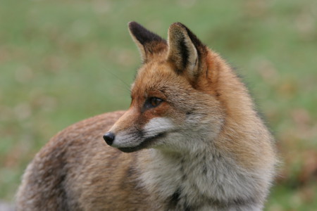 ON THE TRAIL OF THE FOX – Sur les traces du renard 6