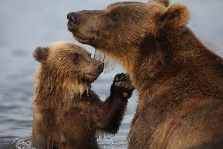 OURS_Wildlife_Kamchatka_1J1A1434 ©Rémy Marion – Pôles d’images