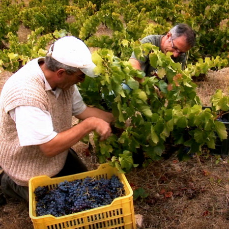 Photo vignes espagne