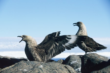 RUSH HOUR ANTARCTICA – Antarctique, printemps express 5