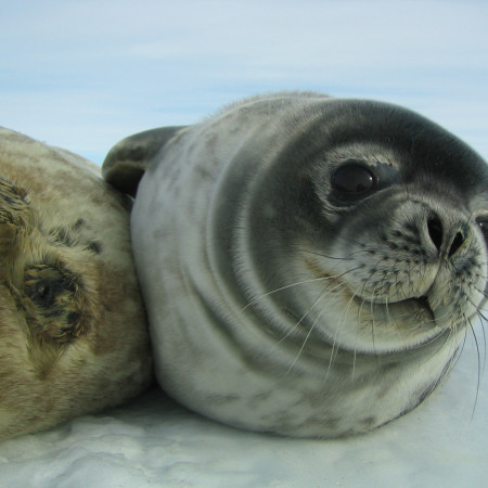 RUSH HOUR ANTARCTICA - Antarctique, printemps express 9