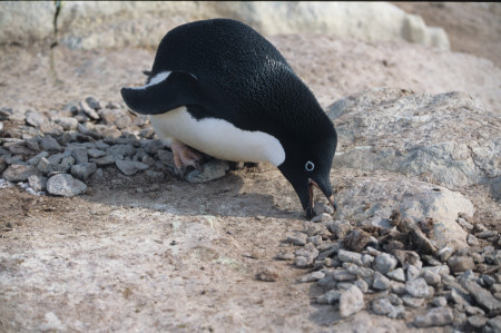 TOPSY TURVY PENGUIN – Comme un manchot sans ailes 3