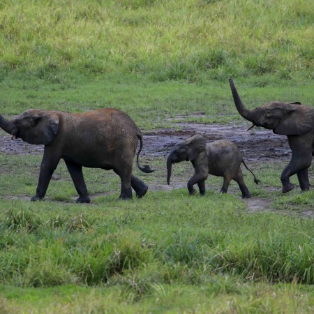 WAITING FOR THE ELEPHANTS - En attendant les éléphants 6