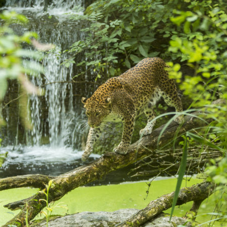 cheetah Sri Lanka_Bioparc_Chabot_Moy def (40)